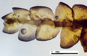 Attēlu rezultāti vaicājumam “Porella cordaeana”