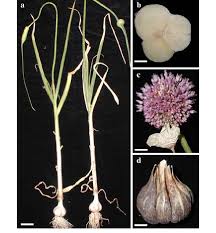 Attēlu rezultāti vaicājumam “Allium sativum bud”