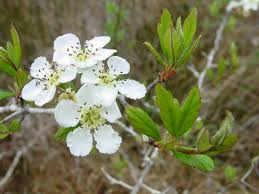 Attēlu rezultāti vaicājumam “Crataegus x macrocarpa leaf”
