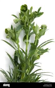 Image result for Nieswurz