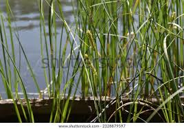Attēlu rezultāti vaicājumam “Carex rostrata”