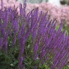 Attēlu rezultāti vaicājumam “Salvia nemorosa fruit”