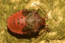 Attēlu rezultāti vaicājumam “Acanthosoma haemorrhoidale”