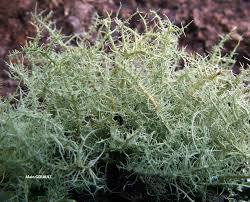 Attēlu rezultāti vaicājumam “Cladonia cornuta”