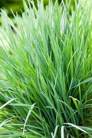 Attēlu rezultāti vaicājumam “Koeleria glauca flower”