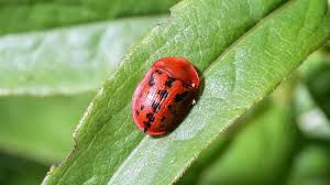 Attēlu rezultāti vaicājumam “Cassida”