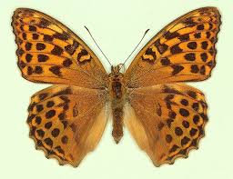 Attēlu rezultāti vaicājumam “Argynnis paphia male”