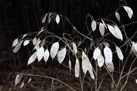 Attēlu rezultāti vaicājumam “Lunaria rediviva bud”