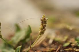 Attēlu rezultāti vaicājumam “Plantago major subsp. intermedia”