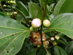 Attēlu rezultāti vaicājumam “Clusiaceae”