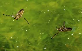 Attēlu rezultāti vaicājumam “Notonecta glauca”