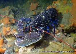 Image result for Homarus gammarus