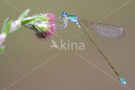 Attēlu rezultāti vaicājumam “Nehalennia speciosa”