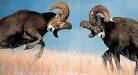 Don't Compete Against Yourself | WebVisible Auto