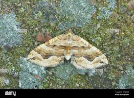 Attēlu rezultāti vaicājumam “Pelurga comitata”