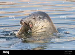 Attēlu rezultāti vaicājumam “Halichoerus grypus”