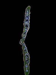 Attēlu rezultāti vaicājumam “Carex caryophyllea leaf”