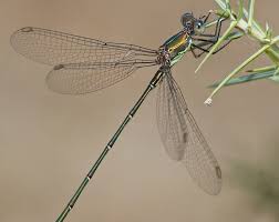 Attēlu rezultāti vaicājumam “Chalcolestes viridis”