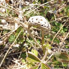 Attēlu rezultāti vaicājumam “Diastrophus rubi”