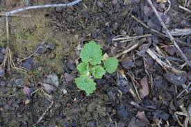 Attēlu rezultāti vaicājumam “Lamium amplexicaule leaf”