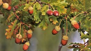 Attēlu rezultāti vaicājumam “Quercus rubra fruit”