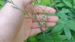 Attēlu rezultāti vaicājumam “Linum usitatissimum leaf”