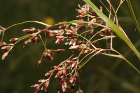 Attēlu rezultāti vaicājumam “Luzula luzuloides”