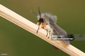 Attēlu rezultāti vaicājumam “Diaphora mendica”