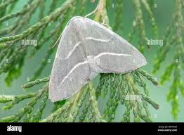 Attēlu rezultāti vaicājumam “Hylaea fasciaria”