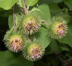 Attēlu rezultāti vaicājumam “Arctium lappa fruit”
