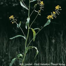 Attēlu rezultāti vaicājumam “Rorippa amphibia fruit”