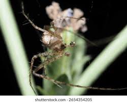 Attēlu rezultāti vaicājumam “Metellina segmentata”