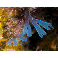 Attēlu rezultāti vaicājumam “Dictydiaethaliaceae”