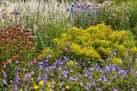 Attēlu rezultāti vaicājumam “Solidago canadensis fruit”