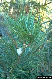 Attēlu rezultāti vaicājumam “Retinia resinella”