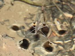 Attēlu rezultāti vaicājumam “Gerridae imago”