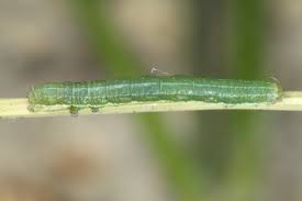 Attēlu rezultāti vaicājumam “Agrochola litura”