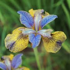 Attēlu rezultāti vaicājumam “Iris sibirica”