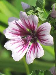 Image result for Malva sylvestris 'Zebrina'