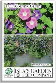 Image result for Ipomoea purpurea