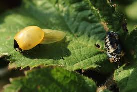 Attēlu rezultāti vaicājumam “Coccinella septempunctata imago”