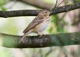 Attēlu rezultāti vaicājumam “Anthus trivialis adult”
