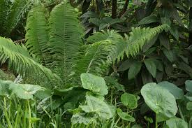 Attēlu rezultāti vaicājumam “Matteuccia struthiopteris”