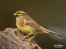 Image result for Emberiza cirlus