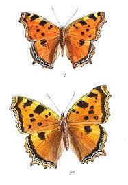 Attēlu rezultāti vaicājumam “Nymphalis xanthomelas pupa”