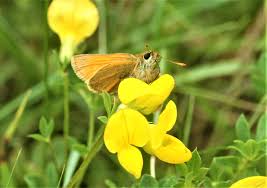 Attēlu rezultāti vaicājumam “Thymelicus sylvestris female”