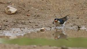 Attēlu rezultāti vaicājumam “Delichon urbicum nest”