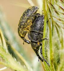 Attēlu rezultāti vaicājumam “Larinus sp.”