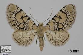 Attēlu rezultāti vaicājumam “Eupithecia venosata”