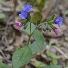 Image result for Pulmonaria officinalis